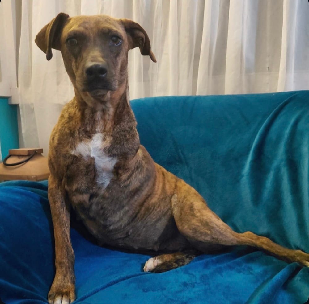 Photo of Coconut, adoptable Plott Hound in Eugene, Oregon