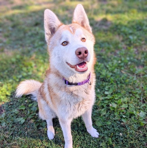 Photo of Gio, adoptable Siberian Husky in Oakland, California