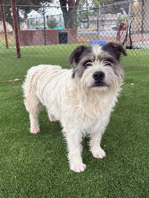 Photo of Bean, adoptable Terrier in Castaic, California