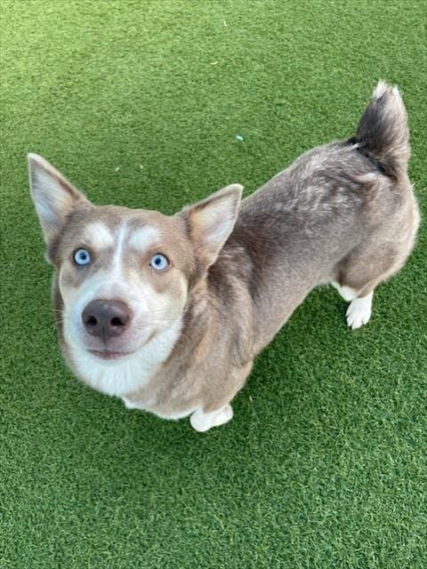 Photo of Daisy, adoptable Siberian Husky in Dallas, Texas