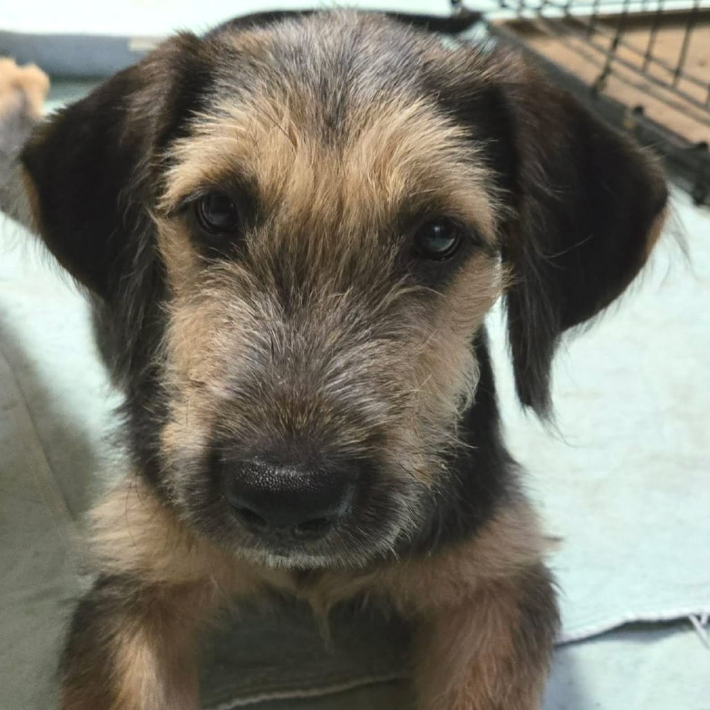 Photo of Augusta, adoptable Mixed Breed (Medium) / None in Oklahoma-based; Northeast placements, Oklahoma