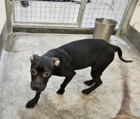 Photo of Mrs Bacon, adoptable Pit Bull Terrier in Los Angeles, California