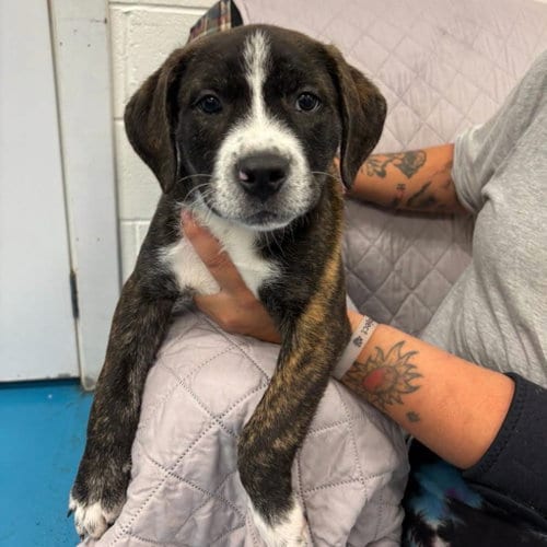 Photo of Rascal, adoptable Labrador Retriever in Muskegon, Michigan