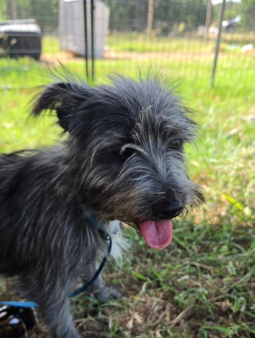 Photo of Lady Autumn, adoptable Cairn Terrier in Pipe Creek, Texas