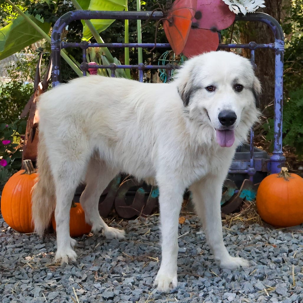 Photo of Oscar, adoptable Pyrenees, Great in Wake Forest, North Carolina
