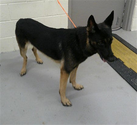 Photo of Ace, adoptable German Shepherd Dog in Sanford, Florida