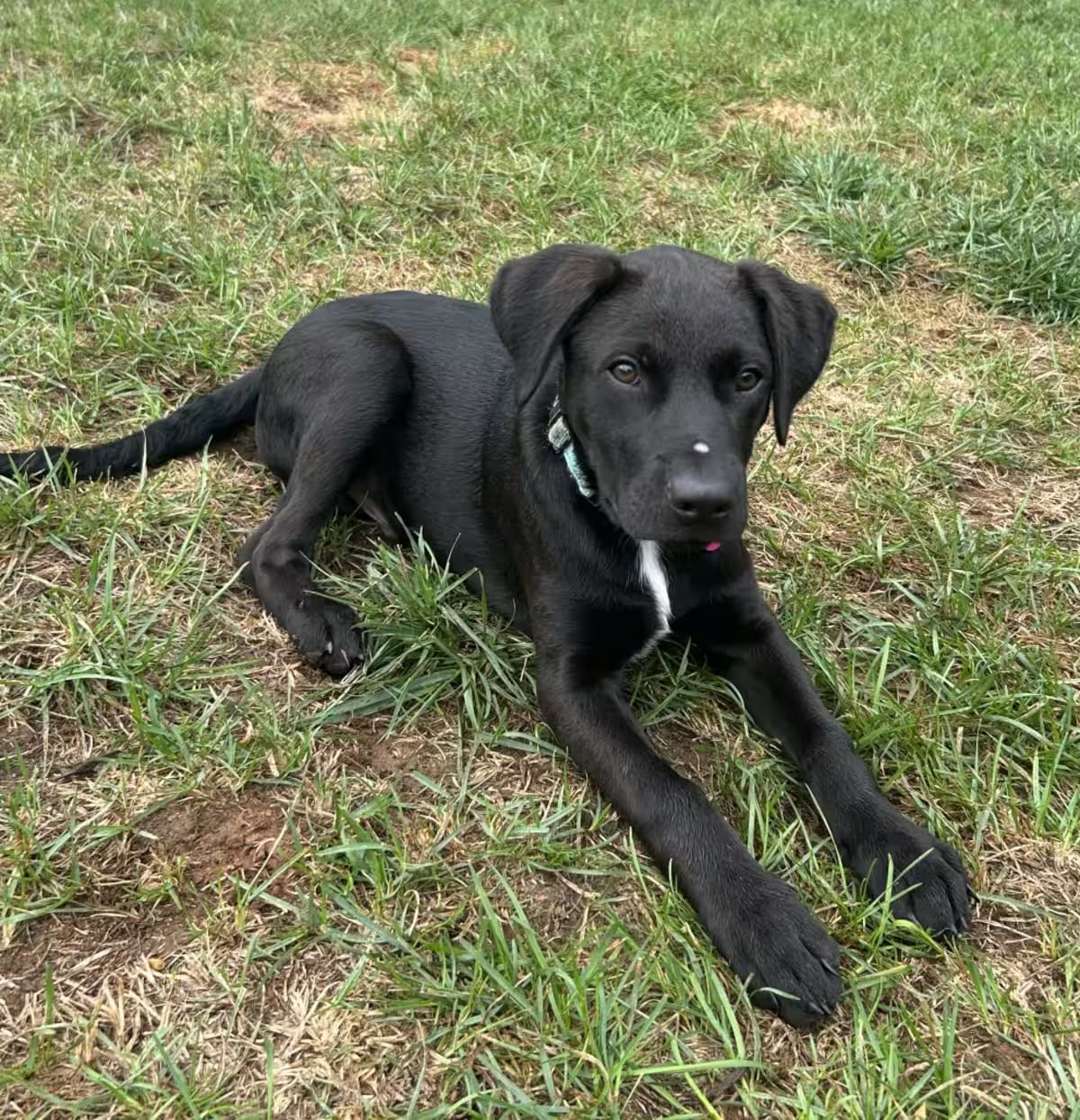 Photo of Smedley, adoptable Labrador Retriever Mixed Breed (Medium) in Wilmington, Delaware