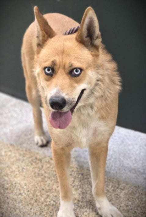 Photo of Blue Eyes, adoptable Siberian Husky in Los Angeles, California