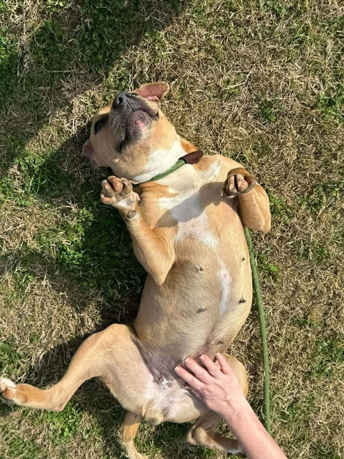 Photo of Baylee, adoptable Terrier in Abbeville, Louisiana