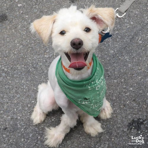 Photo of Lion, adoptable Shih Tzu in Washington, District of Columbia