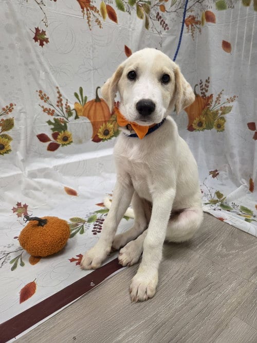 Photo of Sunny, adoptable Golden Retriever in Attalka, Alabama