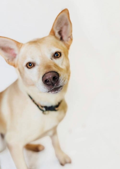 Photo of Groot, adoptable German Shepherd Dog in York, South Carolina