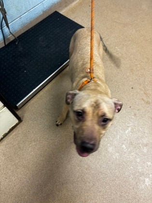 Photo of Podcaster, adoptable dog in Chamblee, Georgia