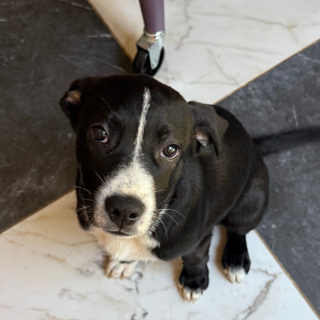 Photo of Lorcan, adoptable Retriever, Labrador / Mix in Fairfax Station, Virginia