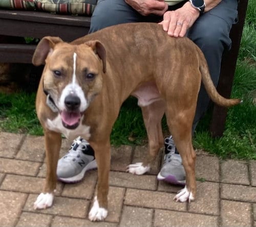 Photo of Clyde, an easy-going pup, adoptable Boxer in Coventry, Connecticut