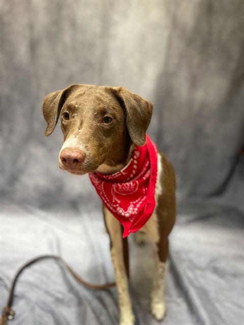 Photo of Roman, adoptable Australian Shepherd in Ogden, Utah