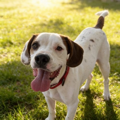 Photo of Pinto, adoptable Foxhound in Chandler, Arizona