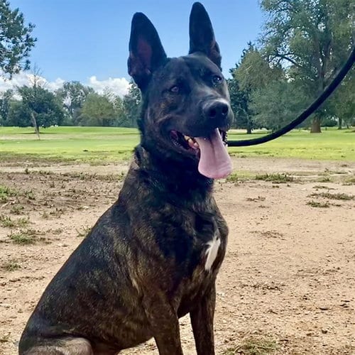 Photo of Hershey, adoptable German Shepherd Dog in Albuquerque, New Mexico