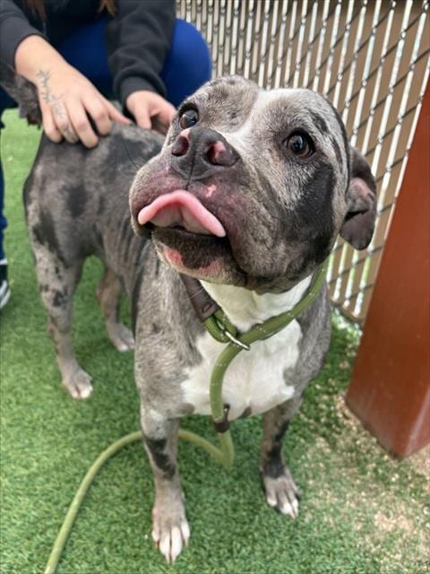 Photo of Marina, adoptable Bulldog in Phoenix, Arizona
