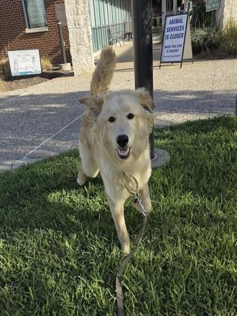 Photo of Chip, adoptable Golden Retriever in Grand Prairie, Texas