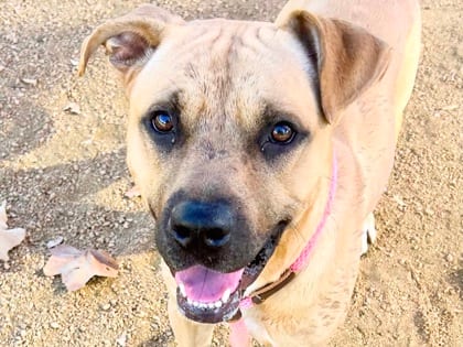 Photo of Kilo, adoptable dog in Georgetown, Texas