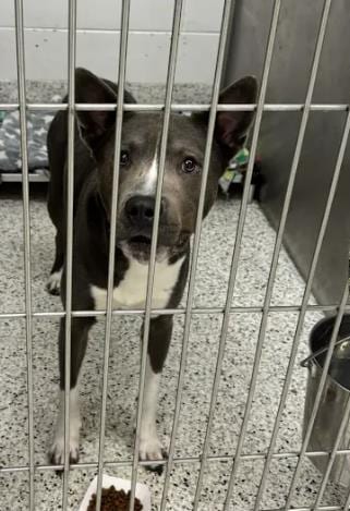 Photo of Dorian, adoptable dog in Atlanta, Georgia