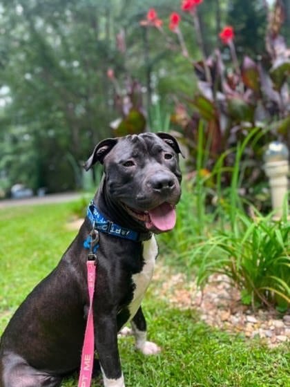 Photo of Rorschach, adoptable dog in Chamblee, Georgia