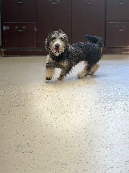 Photo of Gidgett, adoptable Dachshund in York, South Carolina