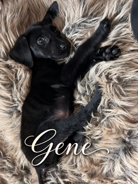 Photo of Gene, adoptable Flat-coated Retriever in MIDWAY, Utah