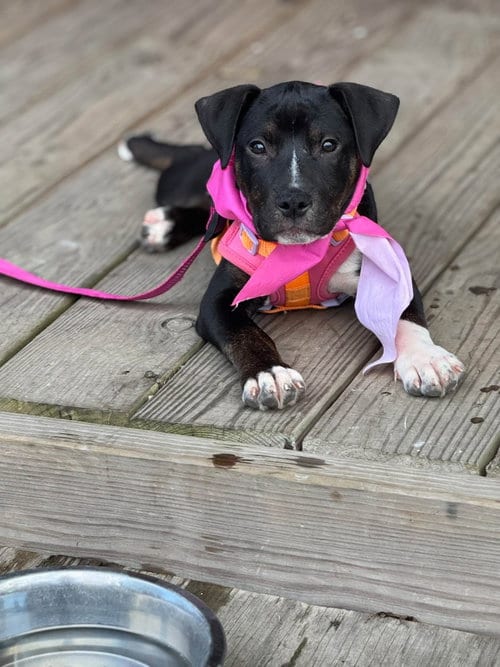Photo of Willow- Brynns litter, adoptable American Staffordshire Terrier in Holly Springs, North Carolina