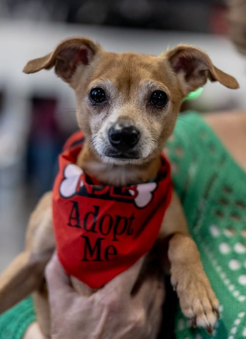 Photo of Bubbles, adoptable Chihuahua in Brooklyn Center, Minnesota