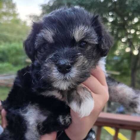 Photo of Cheese, adoptable Poodle / Mixed Breed (Small) in Raleigh area, North Carolina