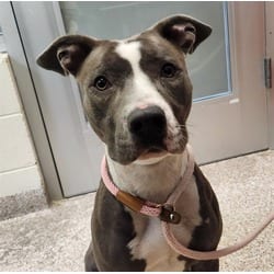 Photo of Azela, adoptable American Pit Bull Terrier in Pueblo, Colorado