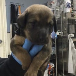 Photo of Monkey, adoptable St. Bernard German Shepherd Dog in Jurupa Valley, California
