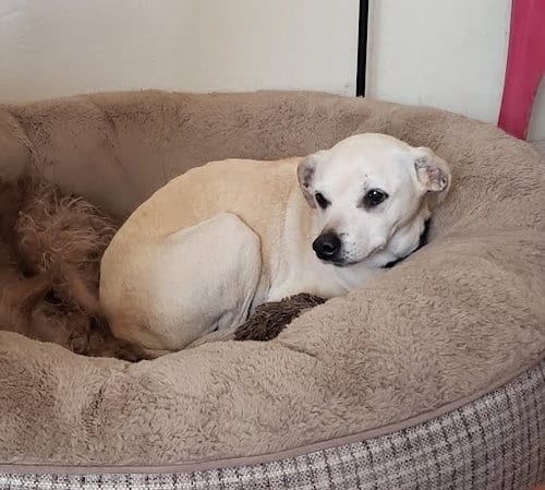 Photo of Lacey(2), adoptable Labrador Retriever in San Diego, California