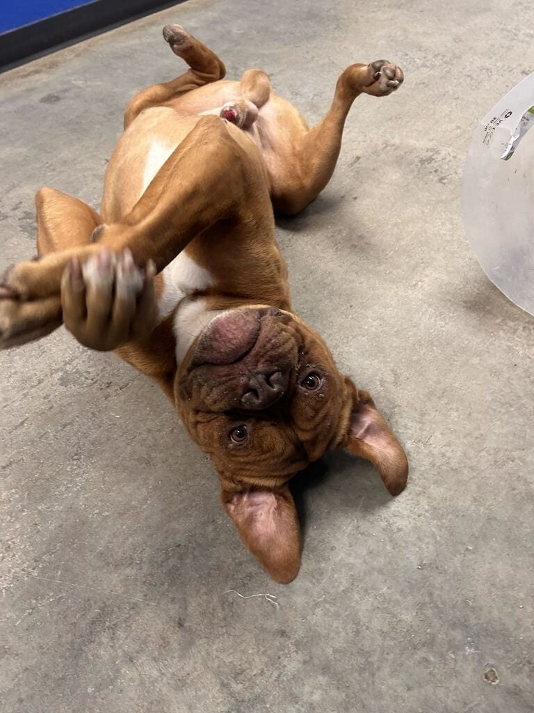 Photo of Hooch, adoptable Mixed Breed in Minot, North Dakota