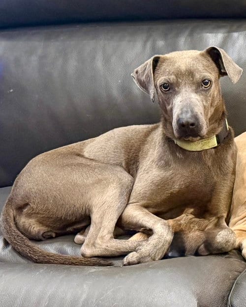 Photo of Ashly, adoptable Labrador Retriever in Sandy, Utah