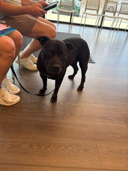 Photo of Winnie, adoptable dog in Atlanta, Georgia