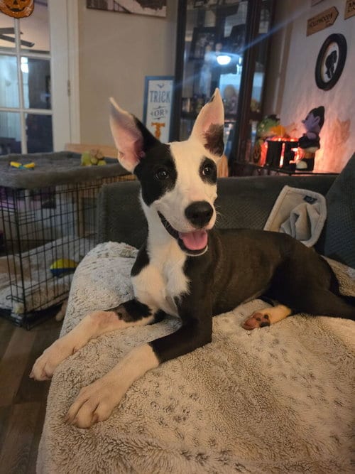 Photo of Violet, adoptable Terrier in Willingboro, New Jersey