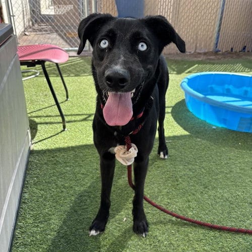 Photo of Kazaam, adoptable Border Collie in Phoenix, Arizona