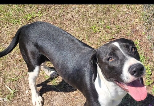 Photo of Roy, adoptable Hound in Panama City, Florida