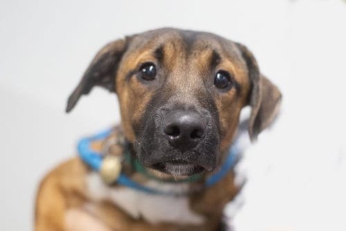 Photo of Bandit, adoptable Black Mouth Cur in Mountain Home, Arkansas