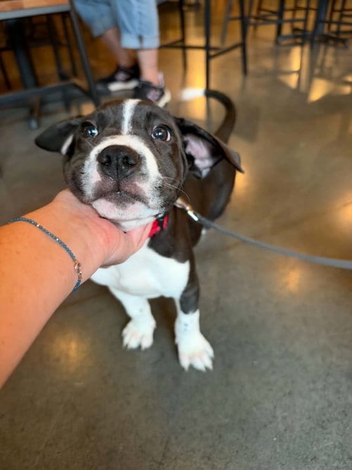 Photo of Milkyway Candy Litter (Trixie mom), adoptable Terrier in Holly Springs, North Carolina