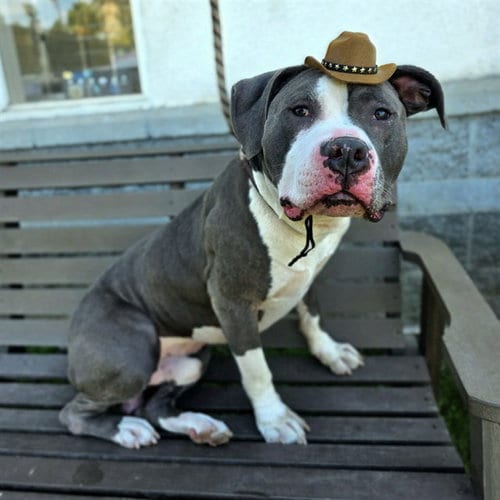 Photo of Big Deal, adoptable Pit Bull Terrier in Long Beach, California