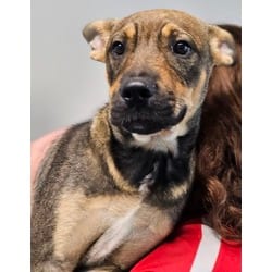 Photo of Elijah, adoptable Mixed Breed (Medium) in Georgetown, Delaware