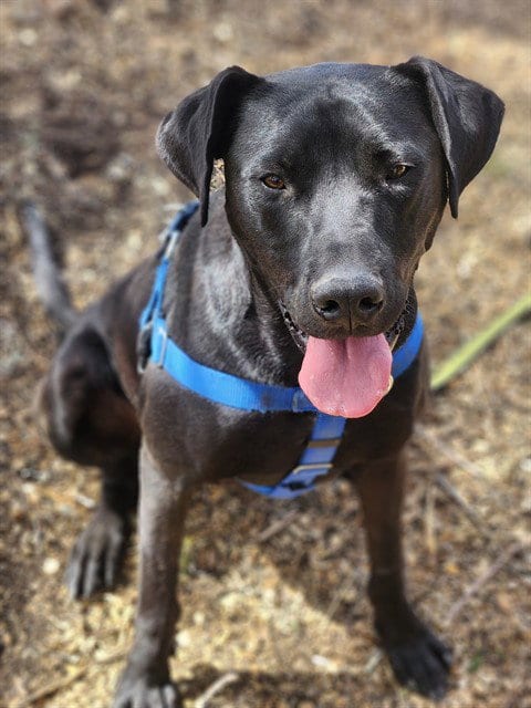 Photo of Seamus, adoptable Labrador Retriever in Albuquerque, New Mexico