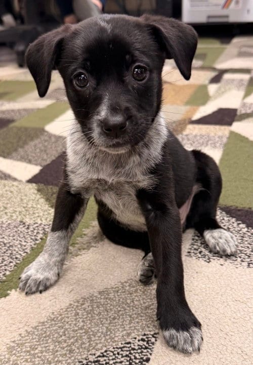 Photo of Bonnie, adoptable Labrador Retriever in Clarkston, Michigan
