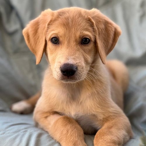 Photo of Napoleon Dynamite Pup - Rex, adoptable Labrador Retriever in San Diego, California