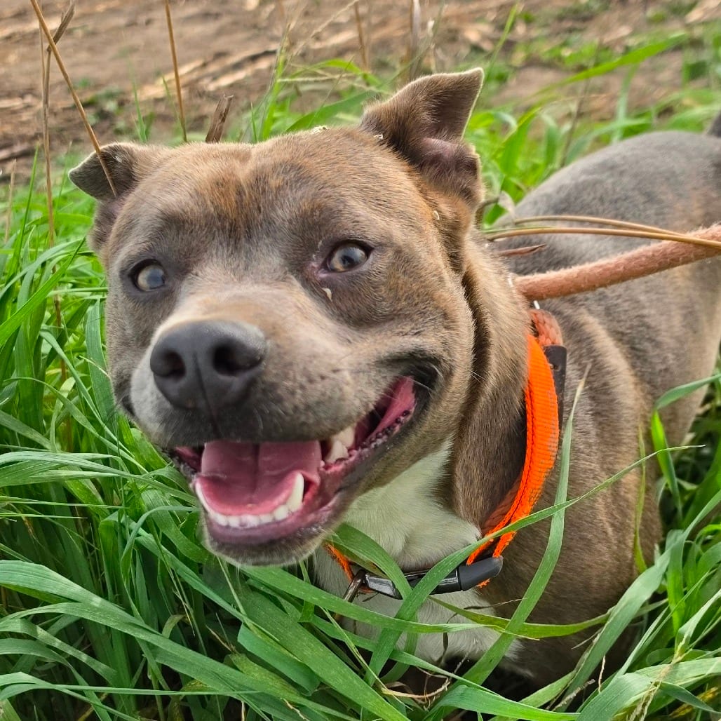 Photo of Harley, adoptable Terrier / Mixed Breed (Medium) in Grinnell, Iowa