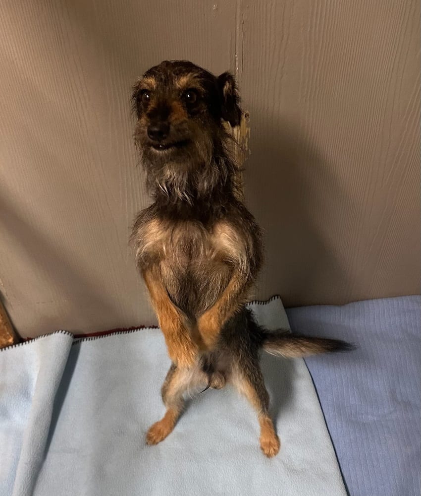 Photo of Bob, adoptable Schnauzer (Miniature) in Oak Bluffs, Massachusetts